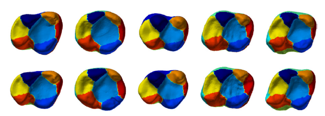 Globally consistent segmentation by spectral clustering for HDM. From the left to the right row: Alouatta, Ateles, Brachyteles, Callicebus, Saimiri, image source gao2021diffusion. In each column are different teeth examples from the same species.