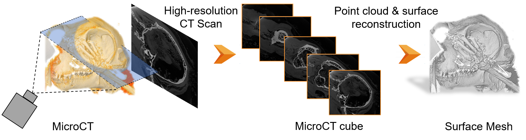 Illustration of the scanning process of a skull: from CT scan to MicroCT cube, to point cloud and surfaces reconstructed and cleaned.