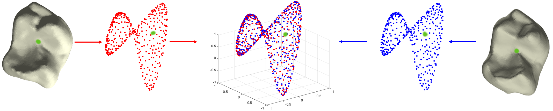 Fiber bundle diffusion map calculated based on a collection of teeth. Its eigenvectors are later used to embed the surface coordinates into 3-dimensional space (in the middle). The different colors (red, and blue) represent points from the two different teeth projected to the diffusion space. As can be seen, the projected surfaces closely recover the fiber manifold.